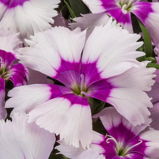 Dianthus Venti Parfait Blueberry Eye - View 1 from www redcrocus com