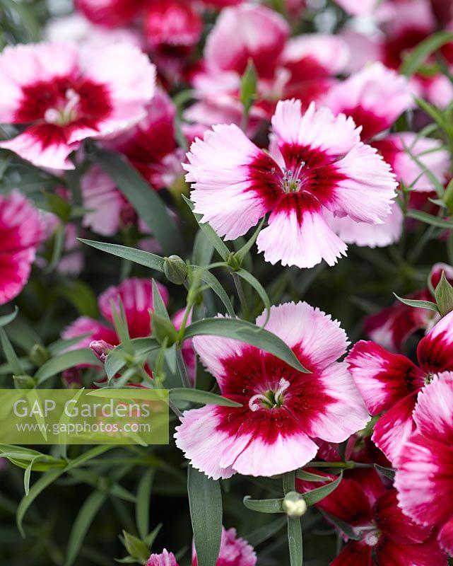 Dianthus Venti Parfait Blueberry Eye - View 3 from www redcrocus com