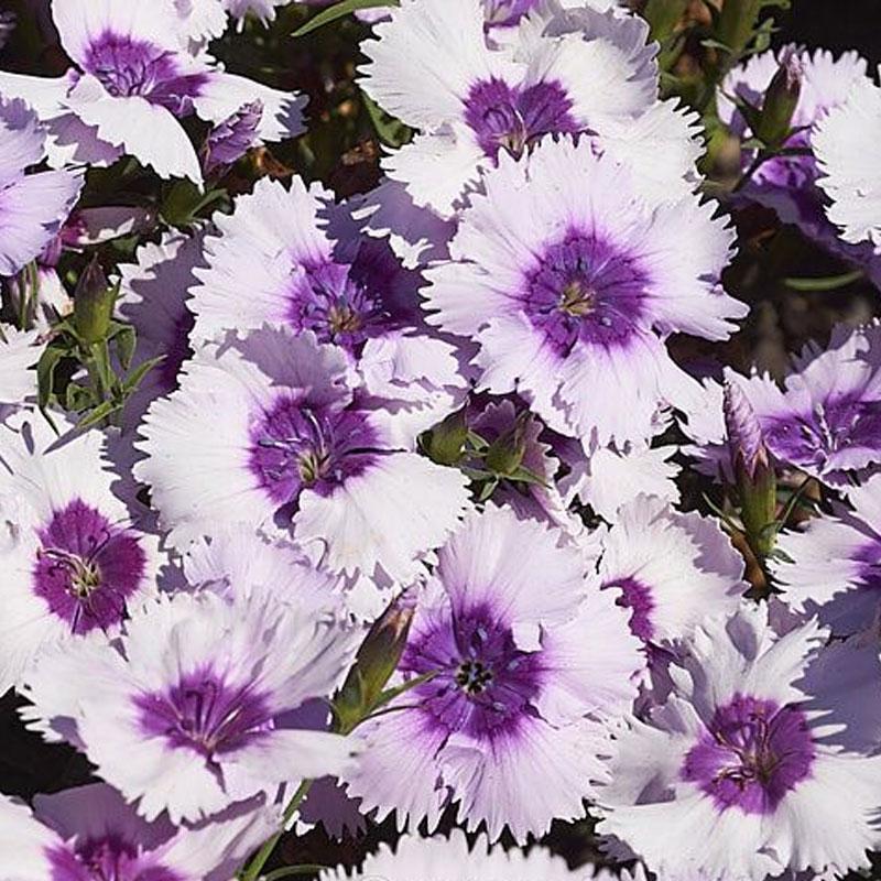 Dianthus Venti Parfait Blueberry Eye - View 4 from www redcrocus com