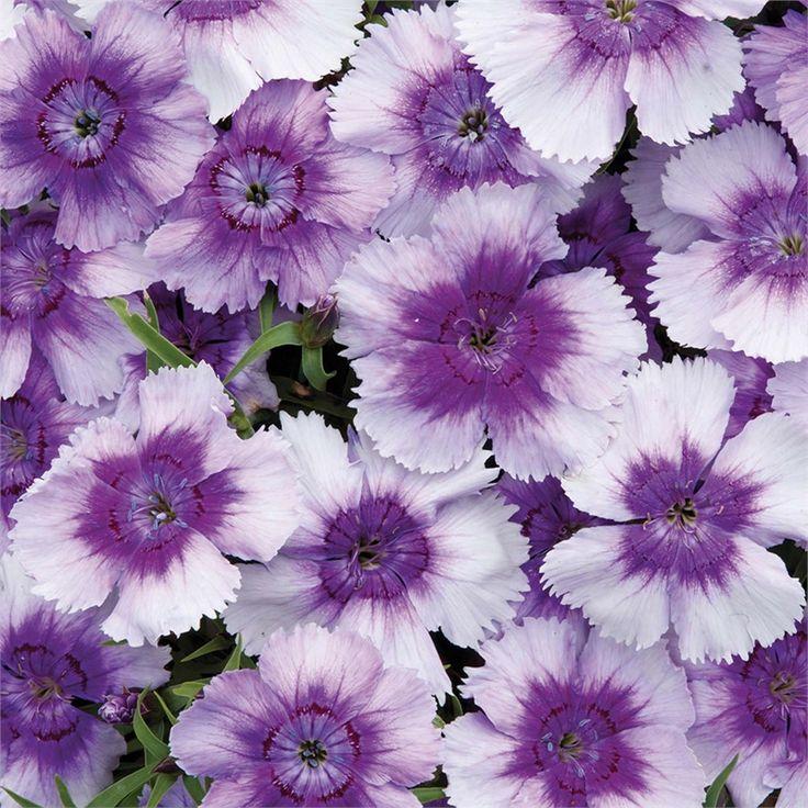Dianthus Venti Parfait Blueberry Eye - View 7 from www redcrocus com