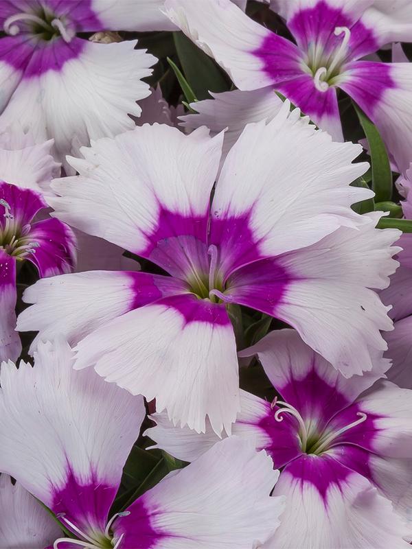 Dianthus Venti Parfait Blueberry Eye - View 8 from www redcrocus com