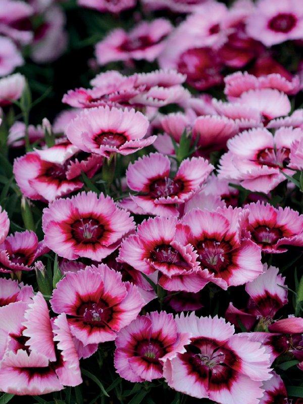 Dianthus Venti Parfait Blueberry Eye - View 9 from www redcrocus com
