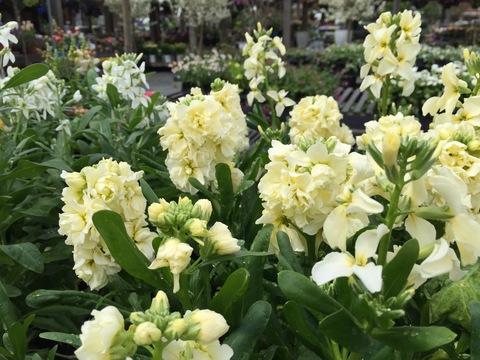 Stock Harmony Cream Yellow - View 1 from www redcrocus com