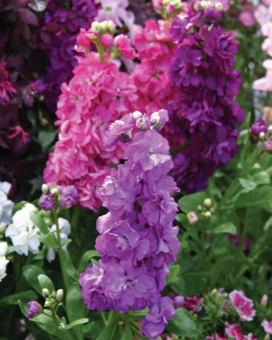 Stock Harmony Violet - View 10 from www redcrocus com