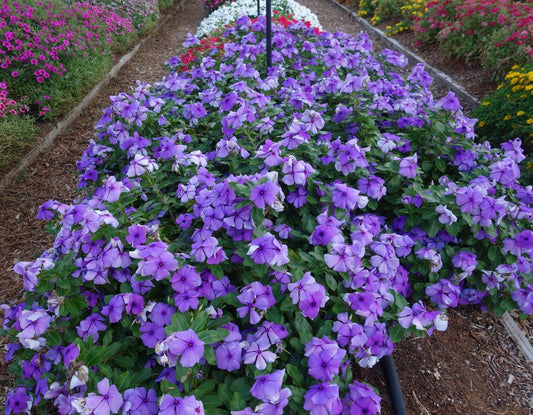 Vinca Blockbuster Blue - View 1 from www redcrocus com