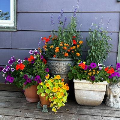 Vinca Blockbuster Mix - View 13 from www redcrocus com