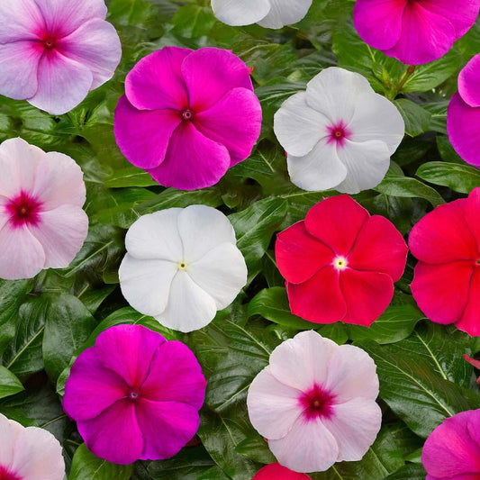Vinca Blockbuster Mix - View 1 from www redcrocus com