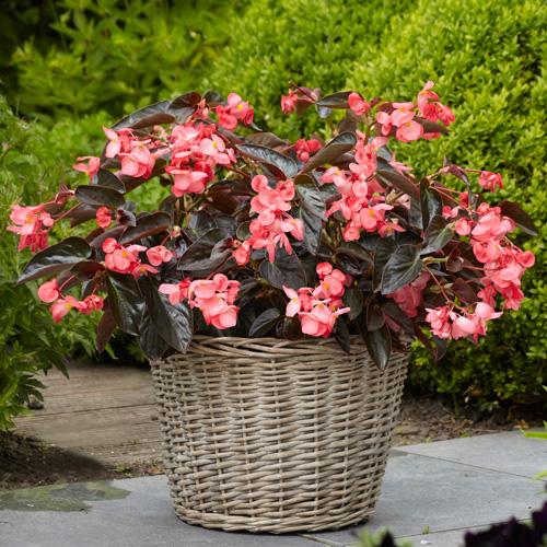Begonia Bada Boom Bronze Leaf Pink - View 10 from www redcrocus com