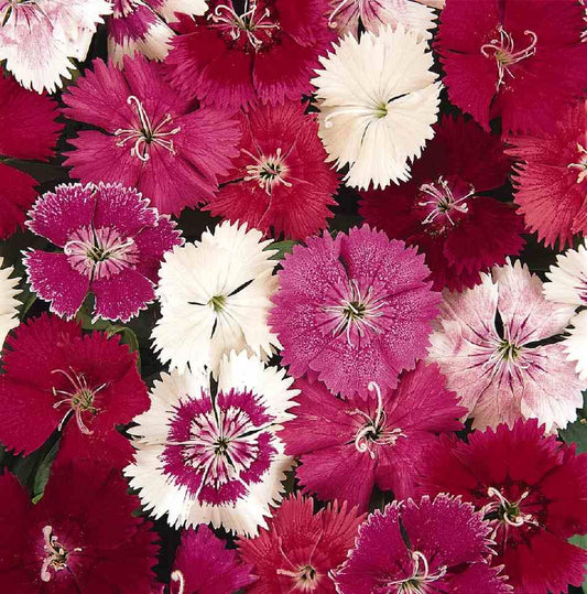 Dianthus Ideal Select Mix - View 1 from www redcrocus com