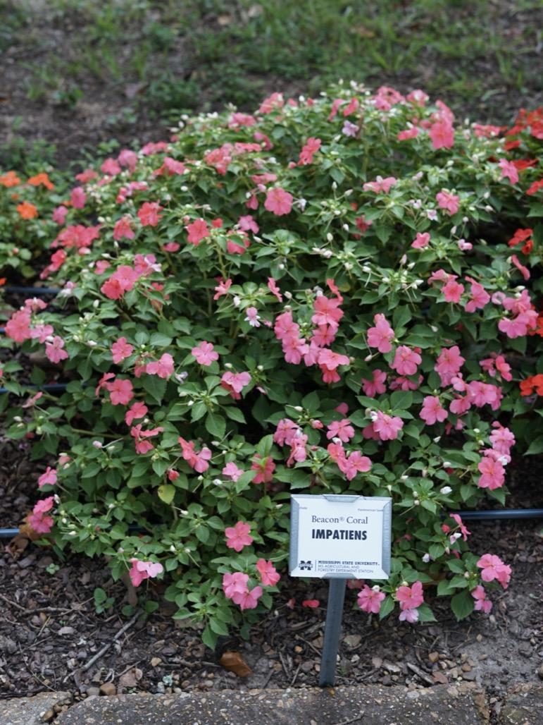 Impatiens Beacon Coral - View 12 from www redcrocus com