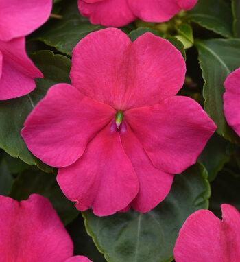 Impatiens Beacon Coral - View 13 from www redcrocus com