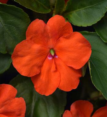 Impatiens Beacon Coral - View 16 from www redcrocus com