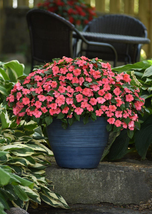 Impatiens Beacon Coral - View 1 from www redcrocus com
