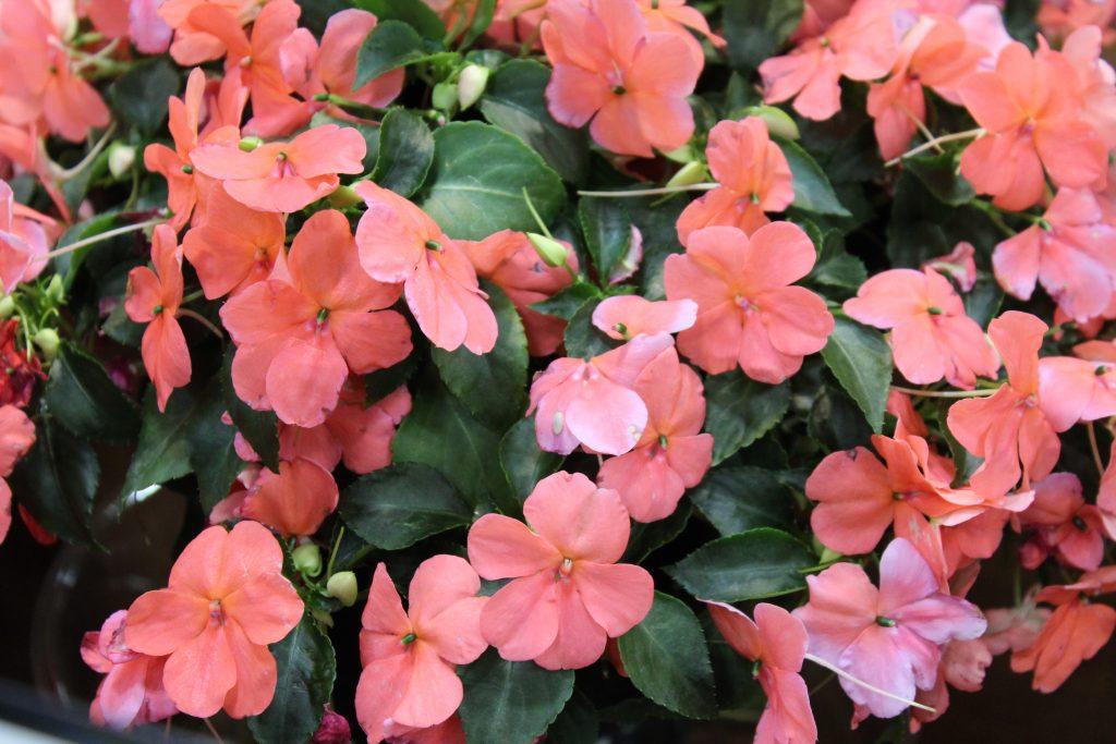 Impatiens Beacon Coral - View 2 from www redcrocus com