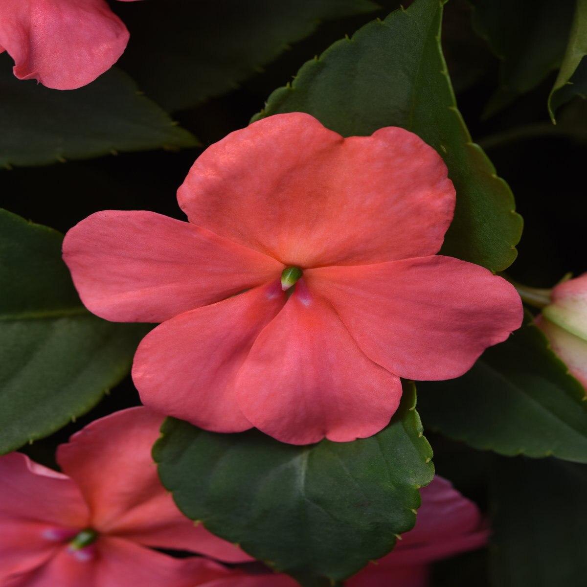 Impatiens Beacon Coral - View 6 from www redcrocus com