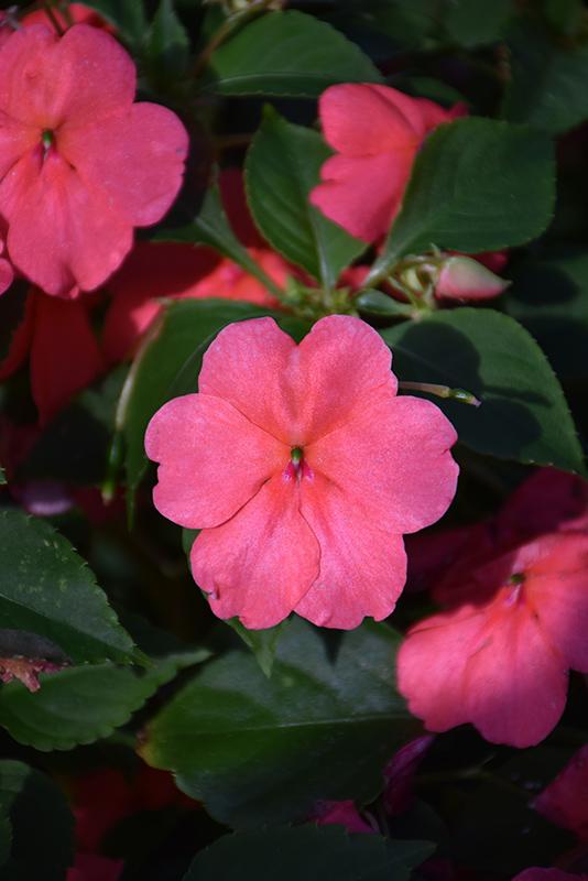 Impatiens Beacon Coral - View 8 from www redcrocus com