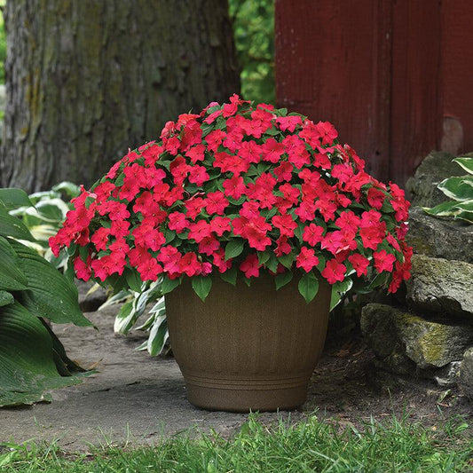 Impatiens Beacon Formula Mix - View 10 from www redcrocus com