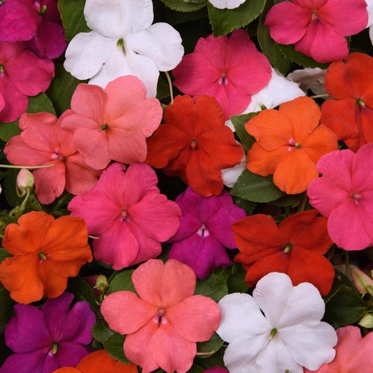 Impatiens Beacon Formula Mix - View 1 from www redcrocus com