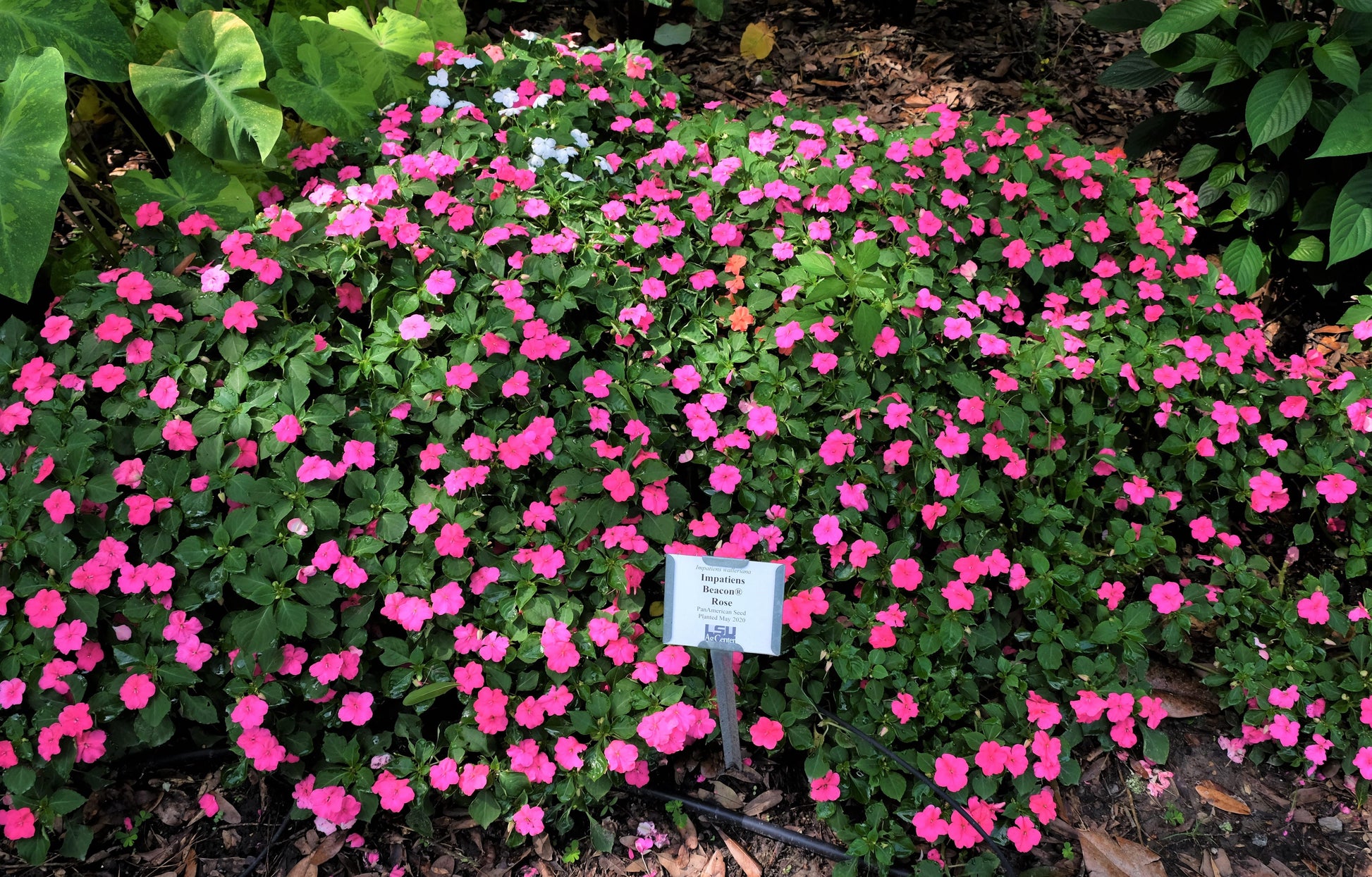 Impatiens Beacon Rose - View 10 from www redcrocus com