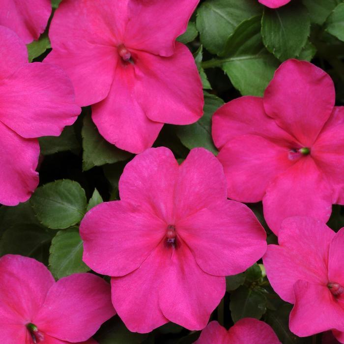 Impatiens Beacon Rose - View 11 from www redcrocus com