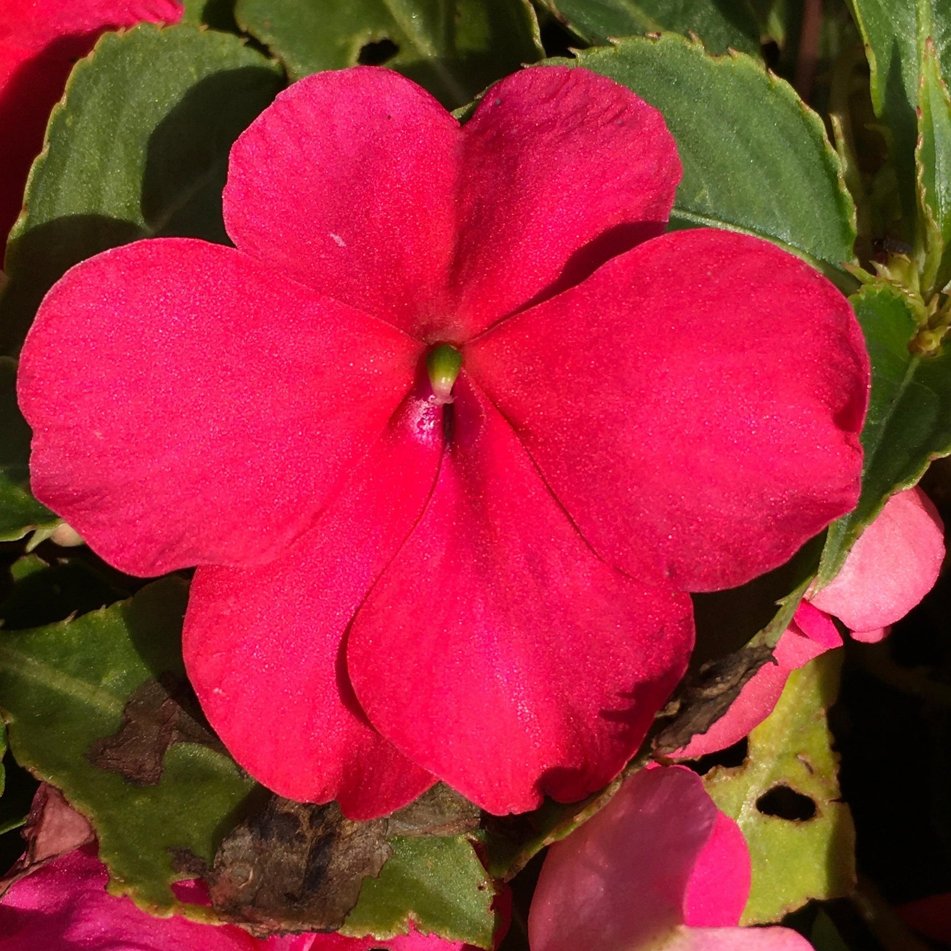 Impatiens Beacon Rose - View 12 from www redcrocus com