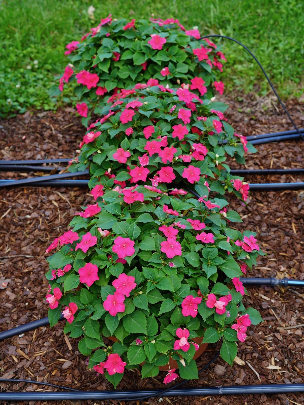 Impatiens Beacon Rose - View 13 from www redcrocus com