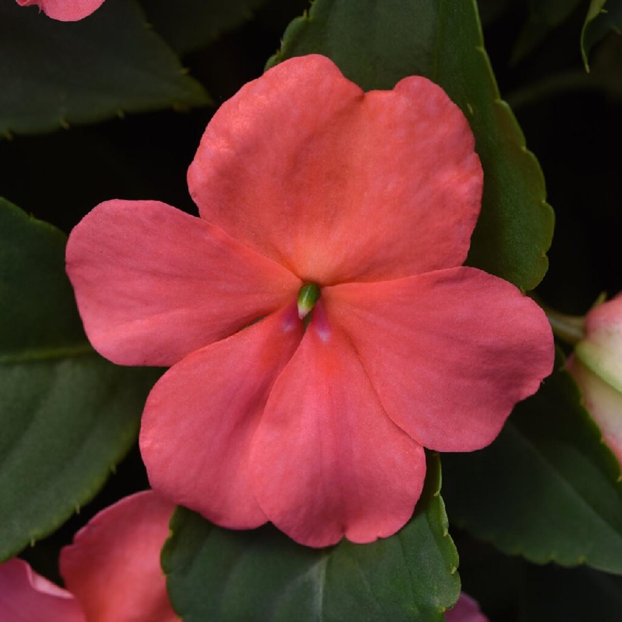 Impatiens Beacon Rose - View 14 from www redcrocus com
