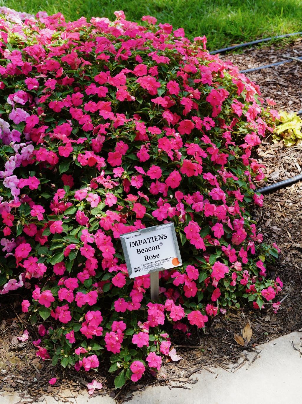 Impatiens Beacon Rose - View 15 from www redcrocus com