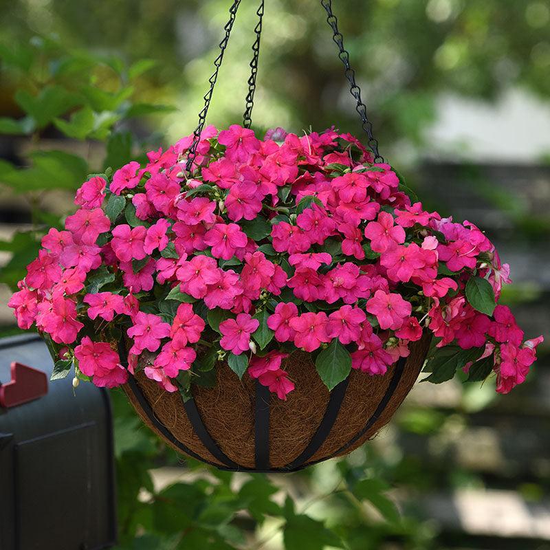 Impatiens Beacon Rose - View 16 from www redcrocus com