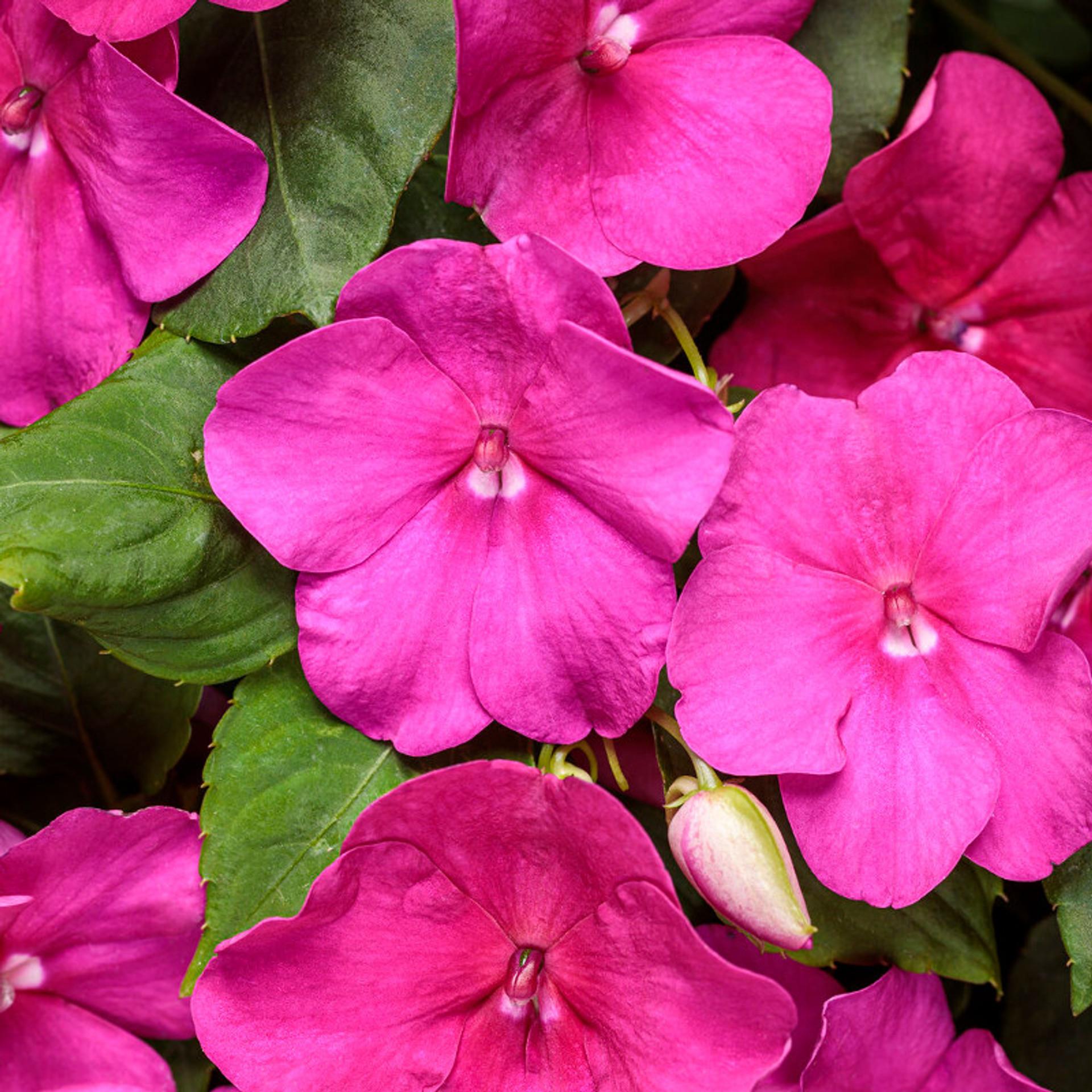 Impatiens Beacon Rose - View 17 from www redcrocus com