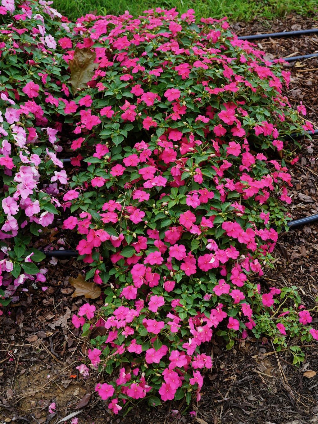 Impatiens Beacon Rose - View 18 from www redcrocus com