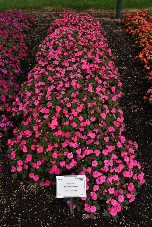 Impatiens Beacon Rose - View 19 from www redcrocus com