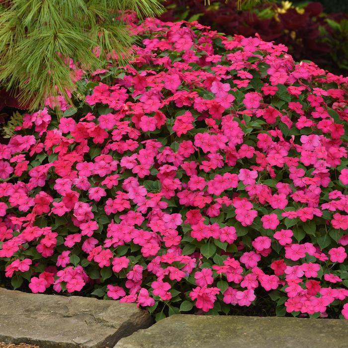 Impatiens Beacon Rose - View 2 from www redcrocus com