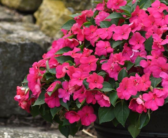 Impatiens Beacon Rose - View 3 from www redcrocus com