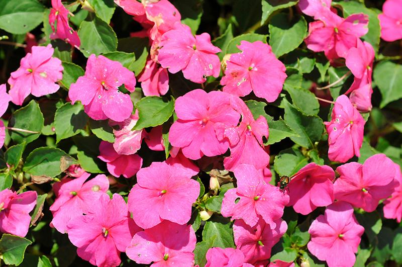 Impatiens Beacon Rose - View 4 from www redcrocus com