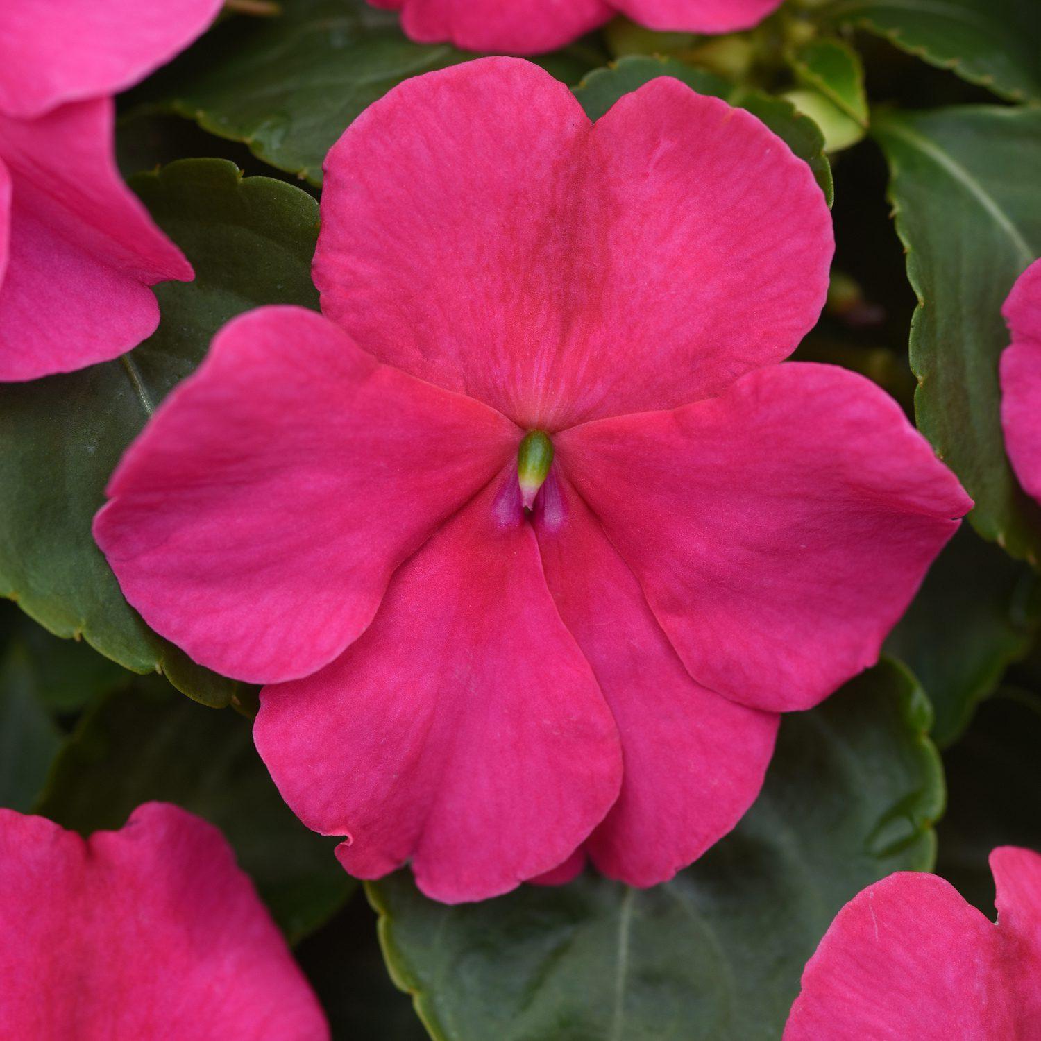 Impatiens Beacon Rose - View 5 from www redcrocus com
