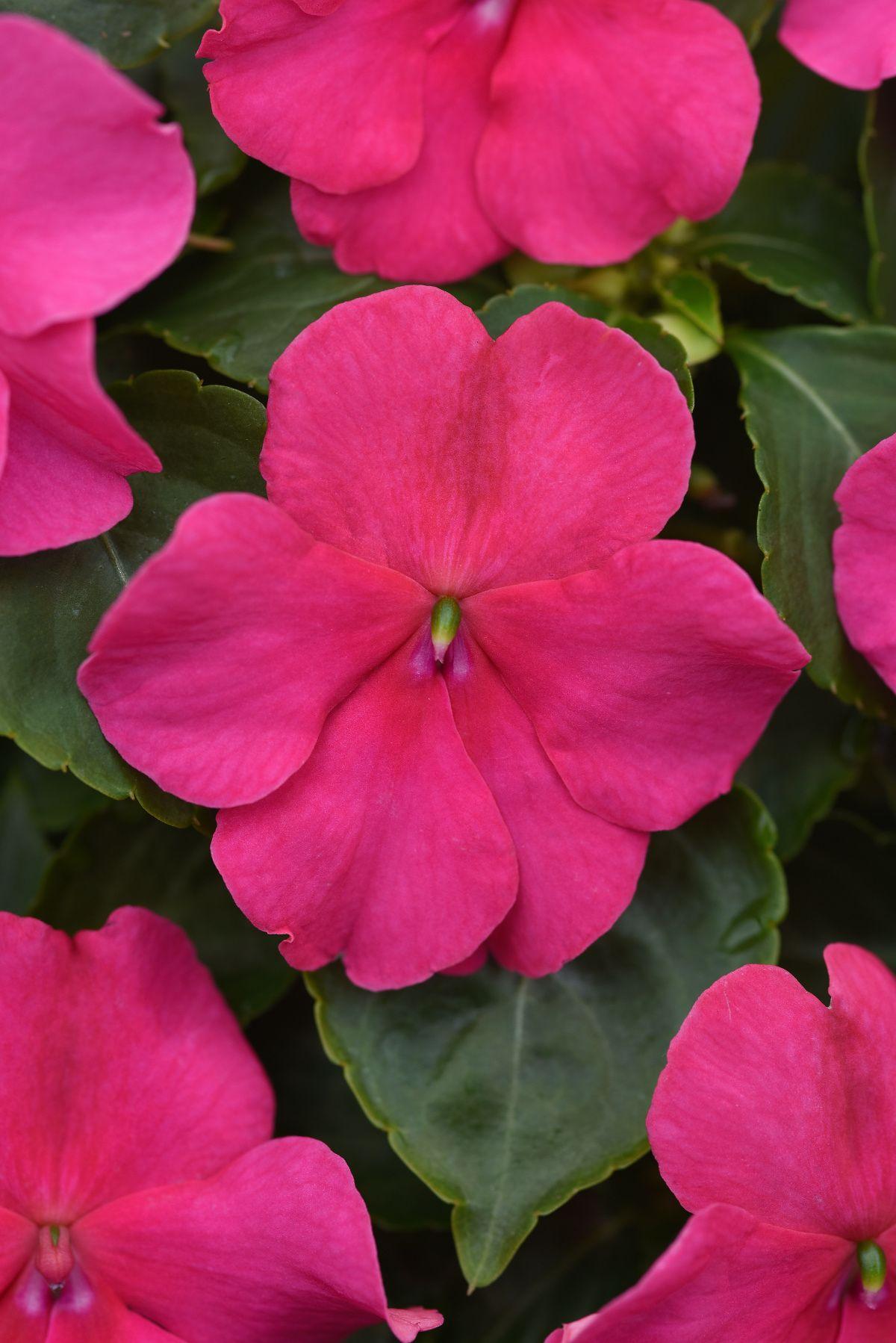 Impatiens Beacon Rose - View 6 from www redcrocus com