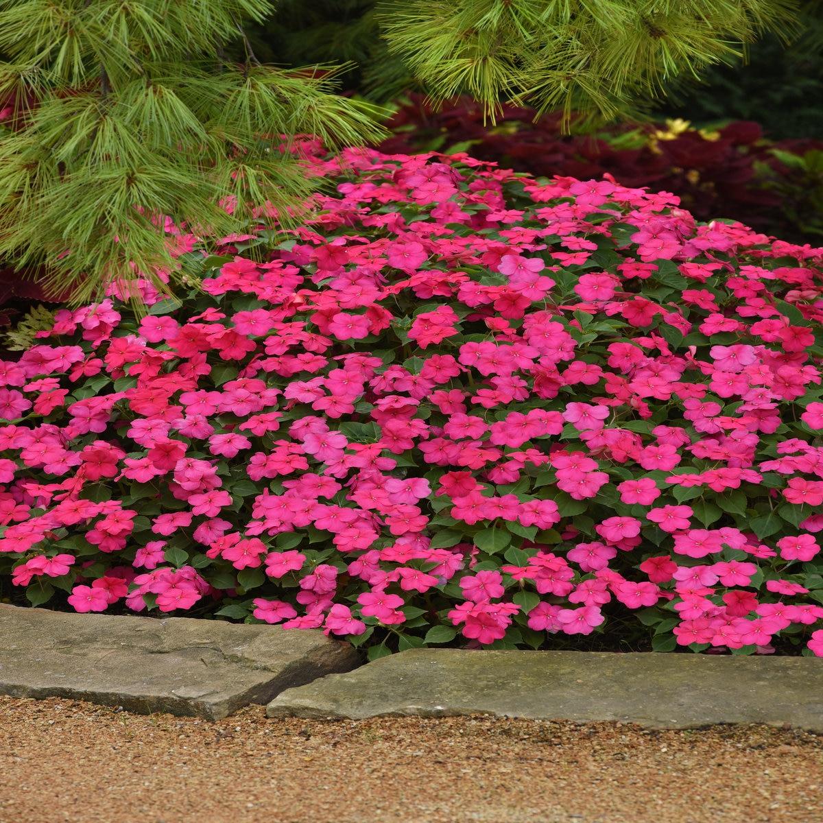 Impatiens Beacon Rose - View 7 from www redcrocus com