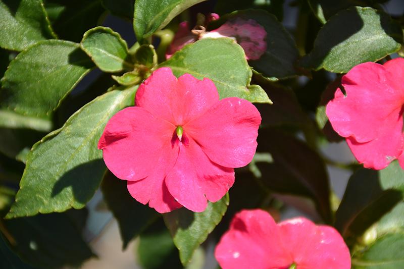 Impatiens Beacon Rose - View 8 from www redcrocus com