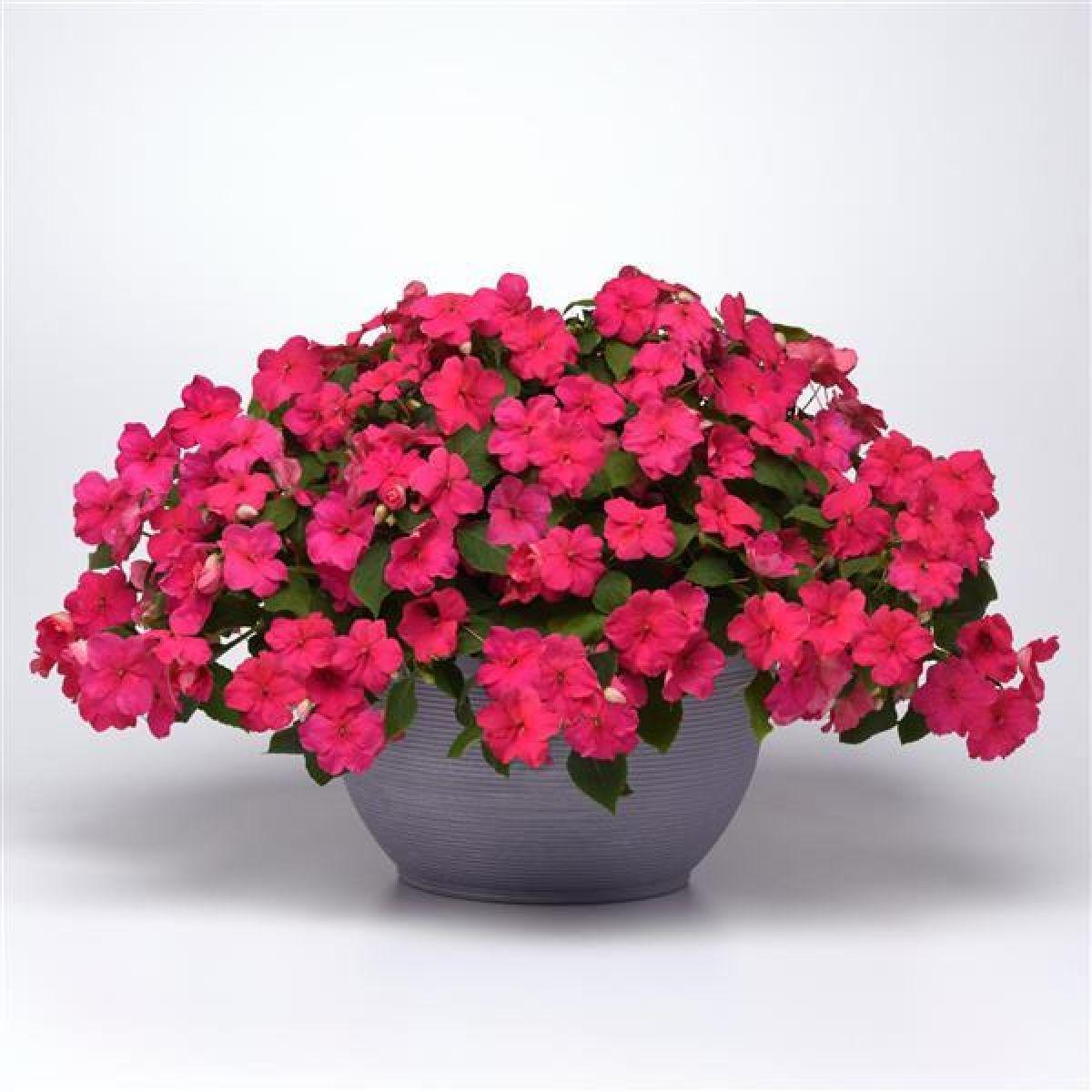 Impatiens Beacon Rose - View 9 from www redcrocus com