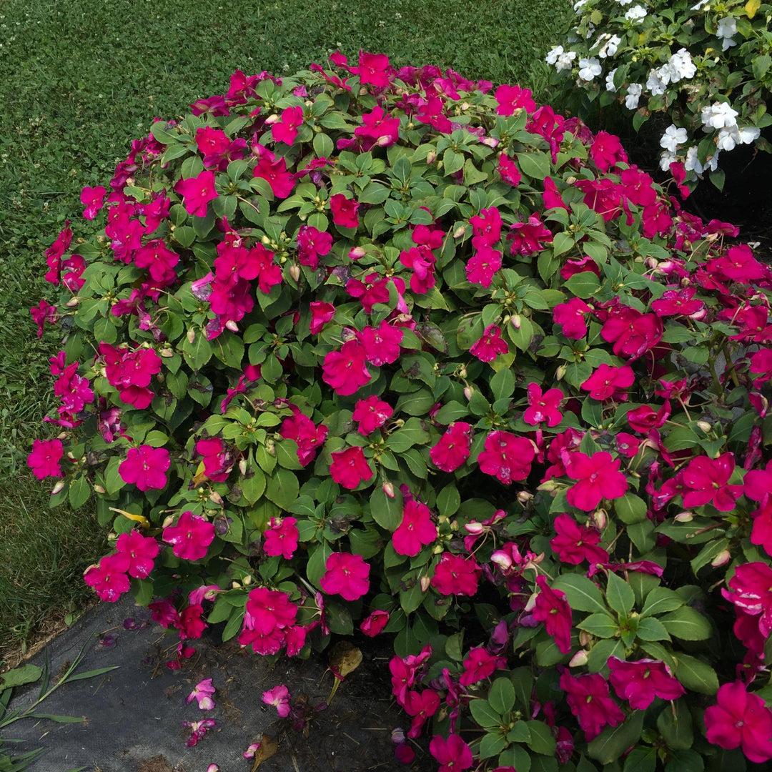 Impatiens Beacon Violet Shades - View 10 from www redcrocus com