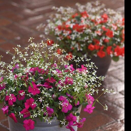 Impatiens Beacon Violet Shades - View 13 from www redcrocus com