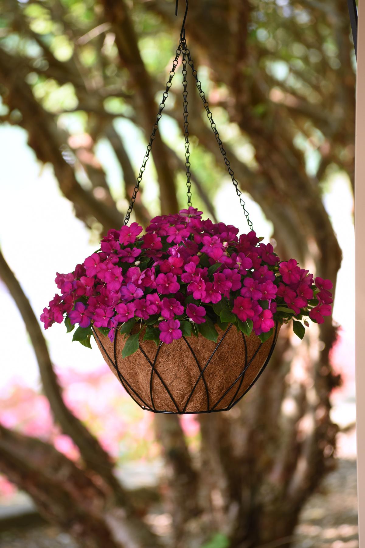 Impatiens Beacon Violet Shades - View 14 from www redcrocus com