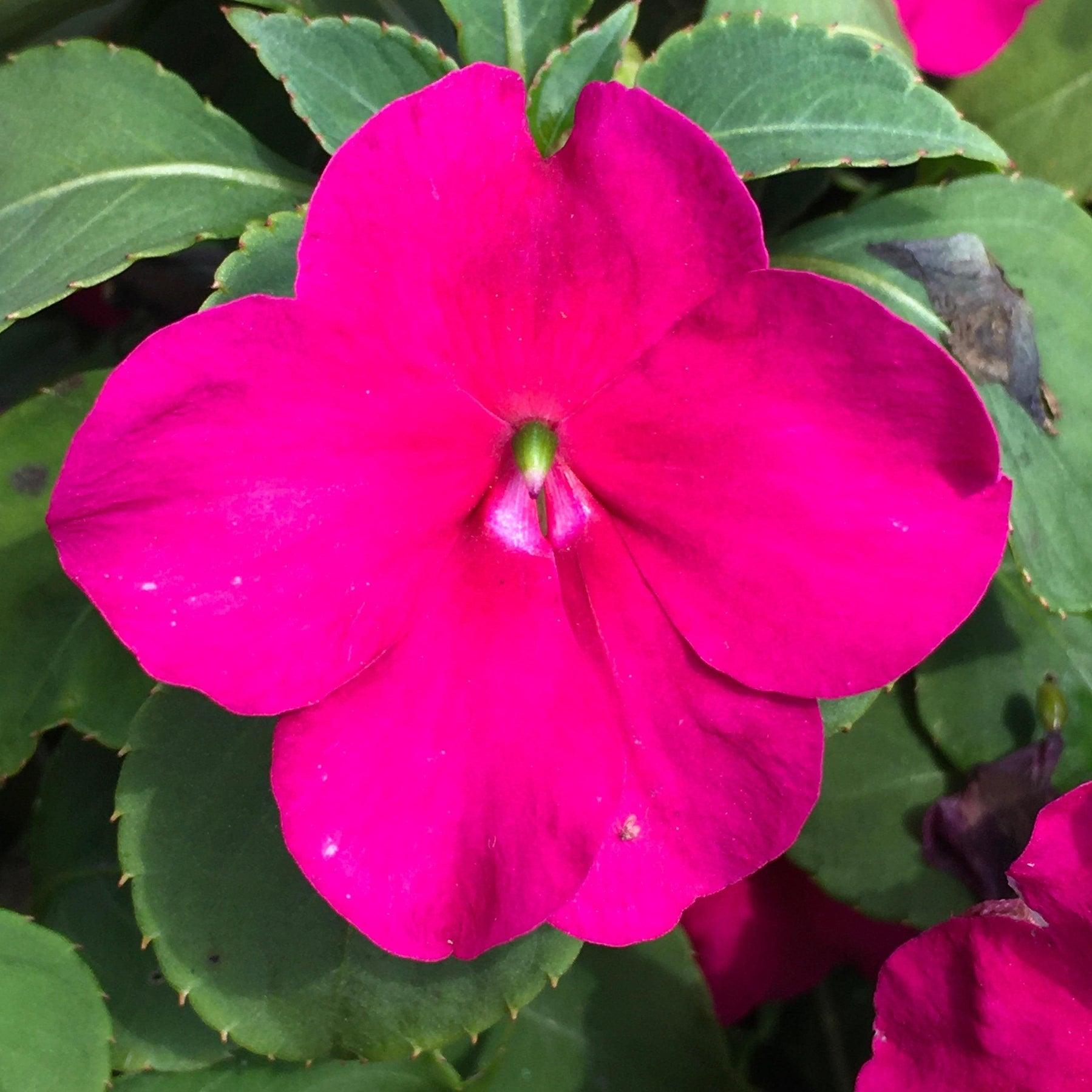 Impatiens Beacon Violet Shades - View 15 from www redcrocus com