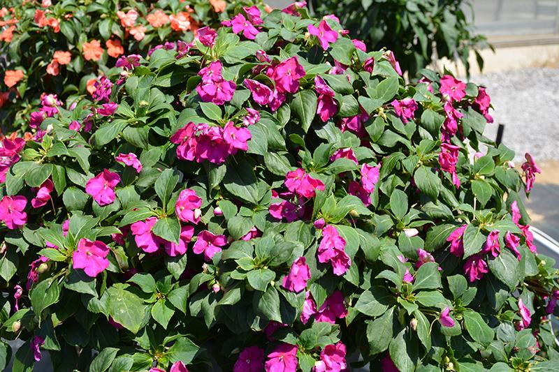 Impatiens Beacon Violet Shades - View 16 from www redcrocus com