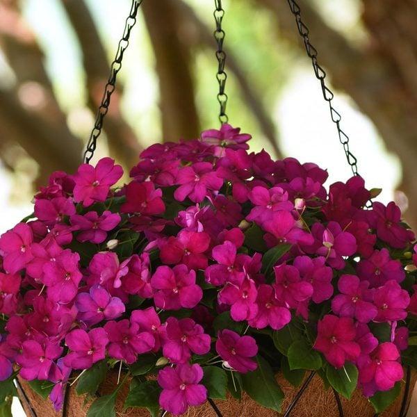 Impatiens Beacon Violet Shades - View 17 from www redcrocus com
