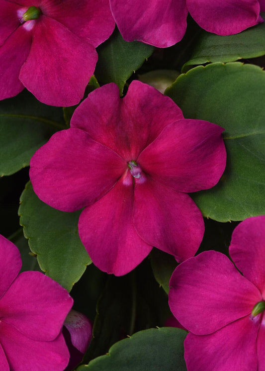 Impatiens Beacon Violet Shades - View 1 from www redcrocus com