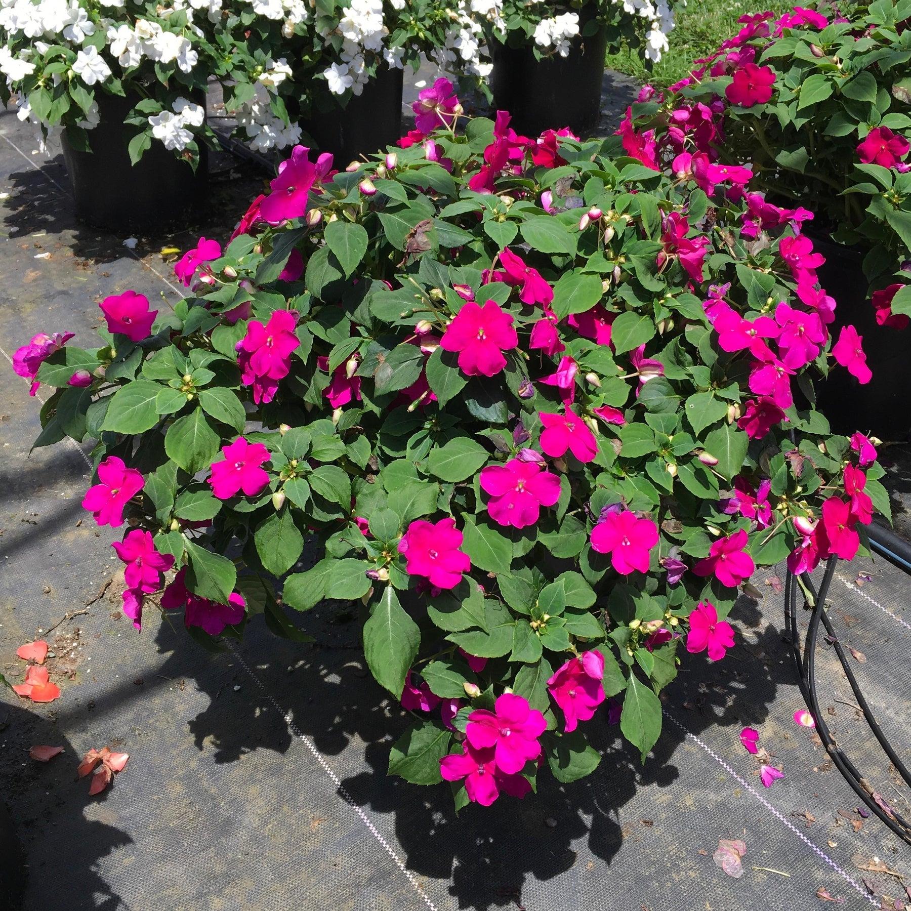Impatiens Beacon Violet Shades - View 3 from www redcrocus com