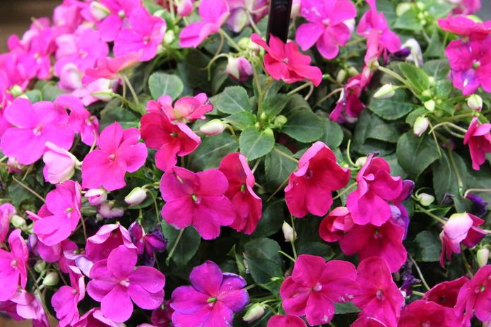 Impatiens Beacon Violet Shades - View 4 from www redcrocus com