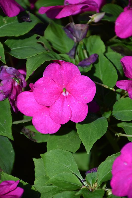 Impatiens Beacon Violet Shades - View 5 from www redcrocus com